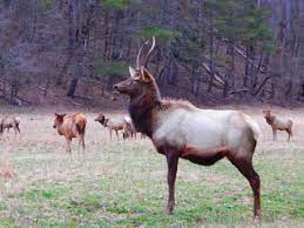 What is a spike elk?