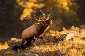 What is an elk rut?