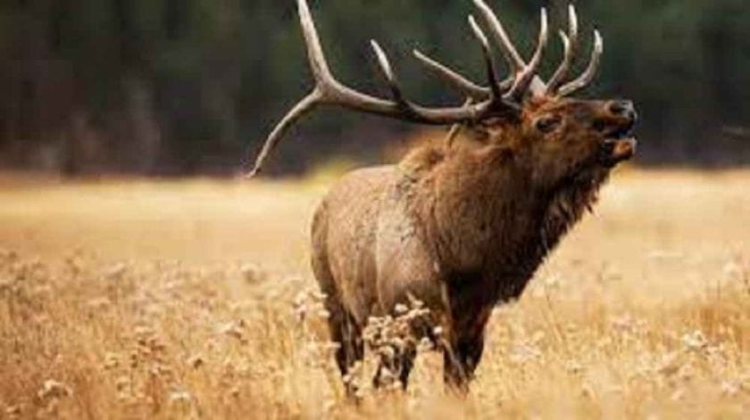 What is an elk rut?