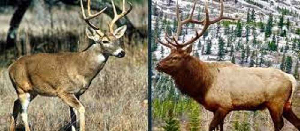 What is the difference between an elk and a reindeer