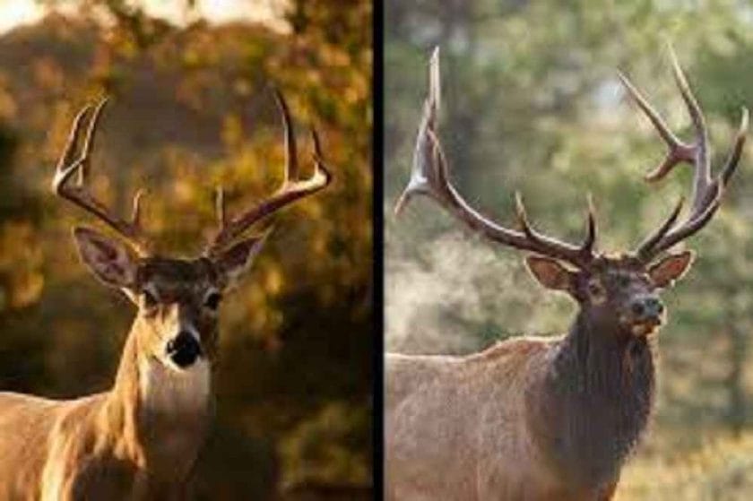 What is the difference between an elk and a reindeer