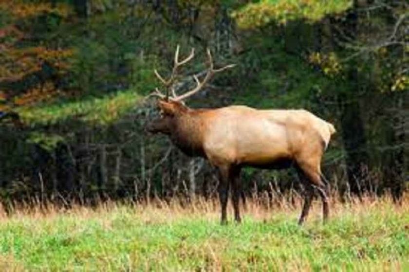 What time of day are elk most active?