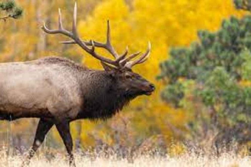 What time of day are elk most active?