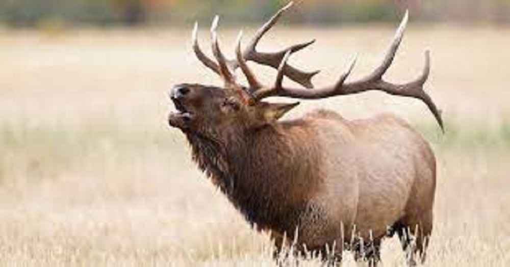 What time of year do elk bugle?
