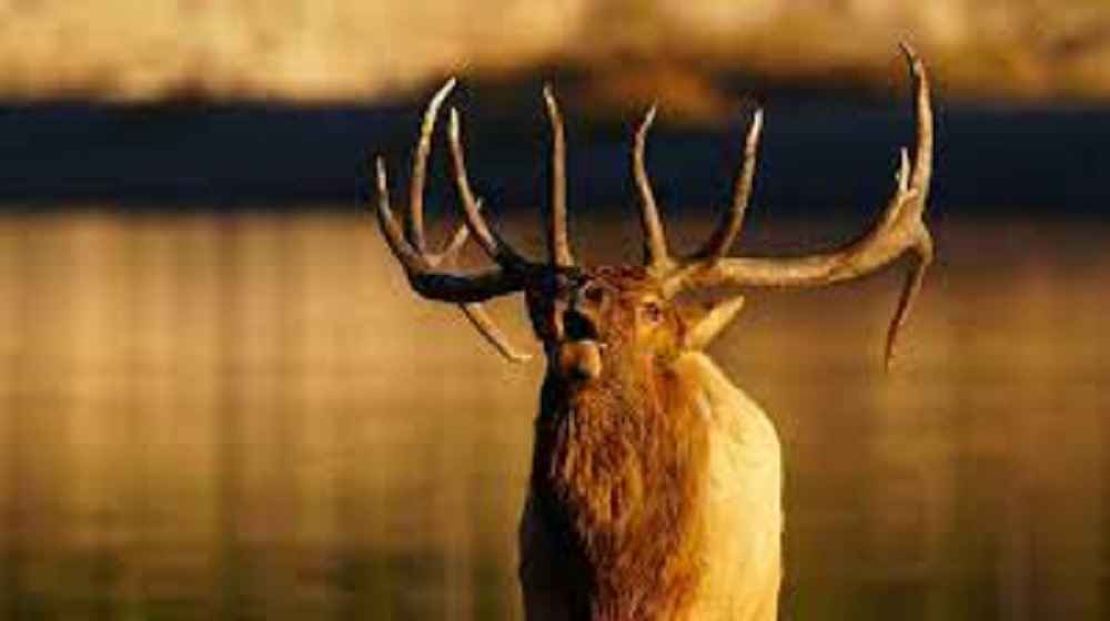 What time of year do elk bugle?