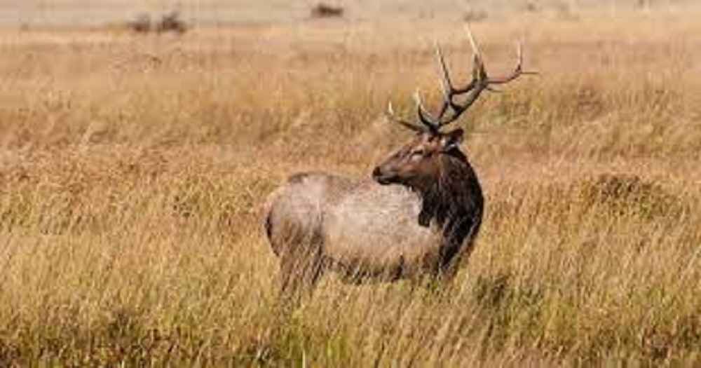 When are elk most active?