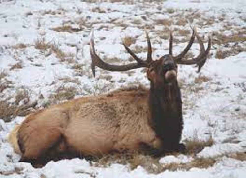 When do elk bed down? • Support Wild