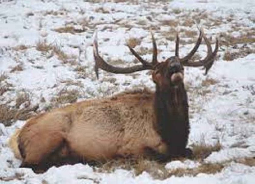 When do elk bed down?