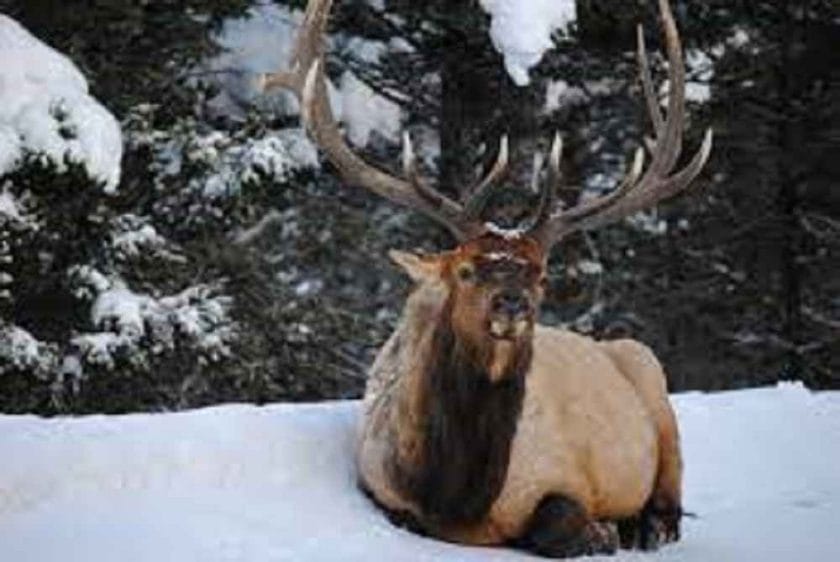 When do elk bed down?