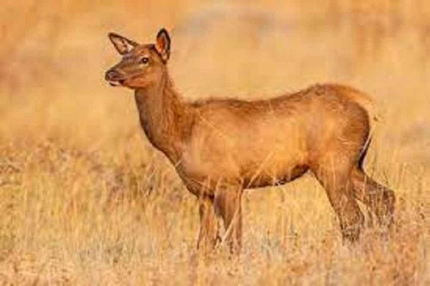 When do elk calve?