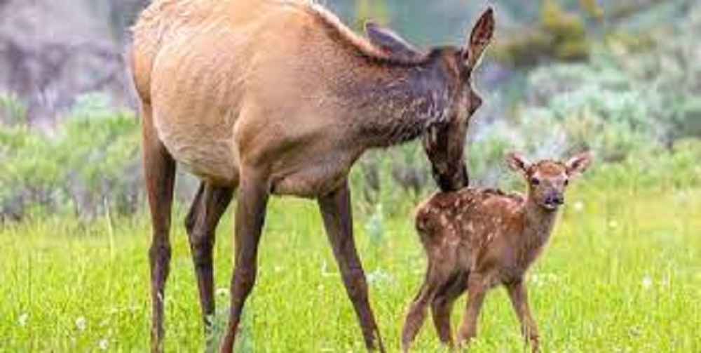 When do elk calve?
