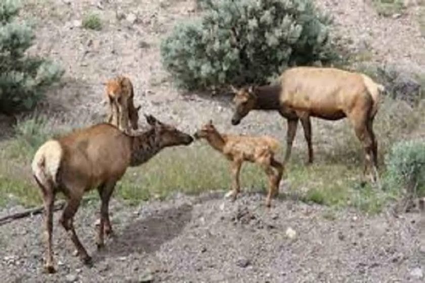 When do elk have babies??