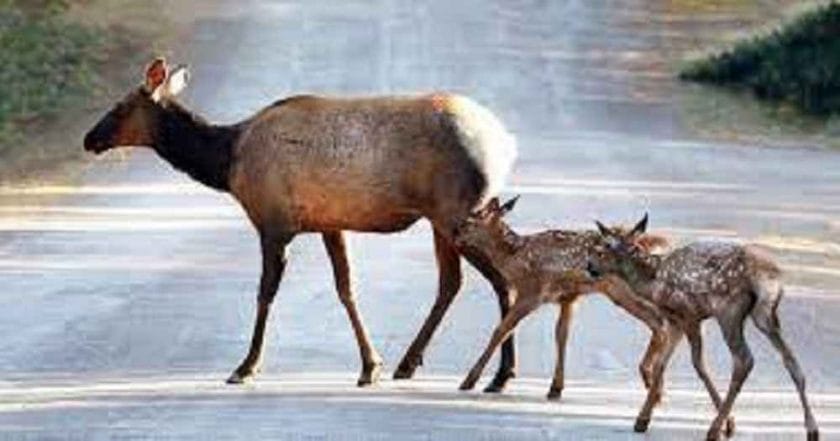 When do elk have babies??