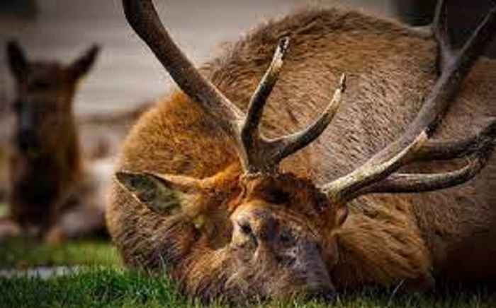 Where Do Elk Sleep?