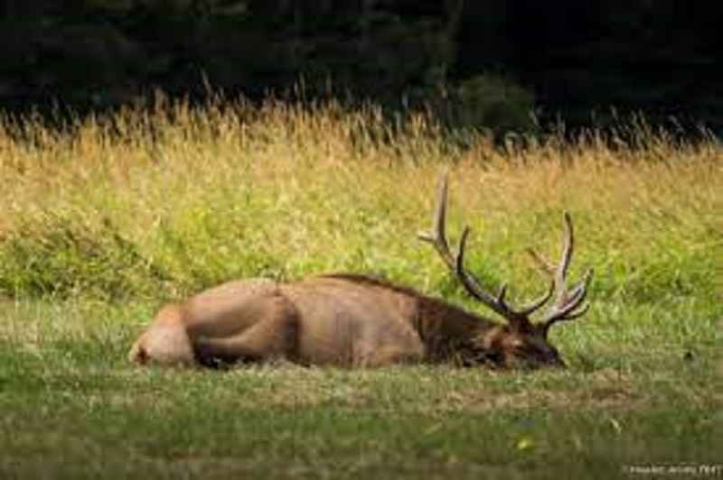 Where Do Elk Sleep?