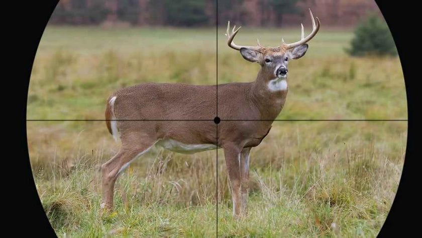 Where to Shoot Deer with .223?