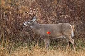 Where to Shoot Deer with .223?