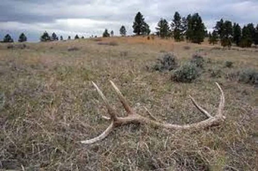 Where to find elk sheds? • Support Wild