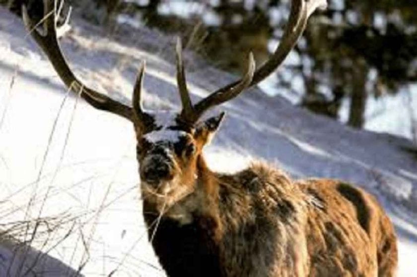 Where to find elk sheds?