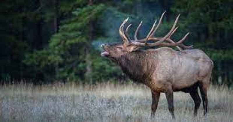 Why Do Elk Bugle?