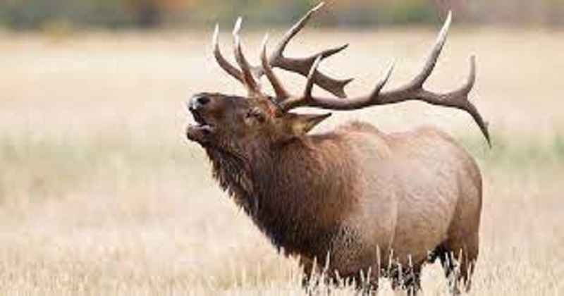 Why Do Elk Bugle?