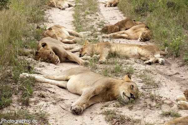 Why Do Lions Sleep So Much?