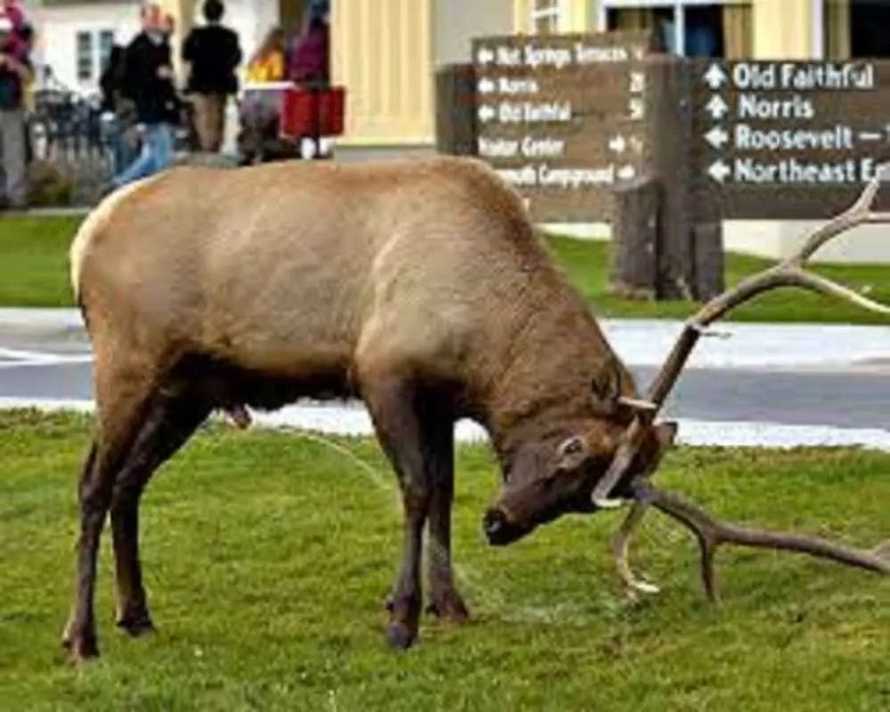Why do elk pee on themselves? • Support Wild