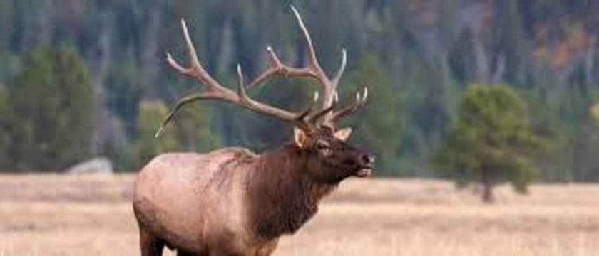 Why do elk pee on themselves?