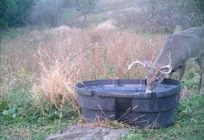Will Deer Drink Water Out of a Bucket?
