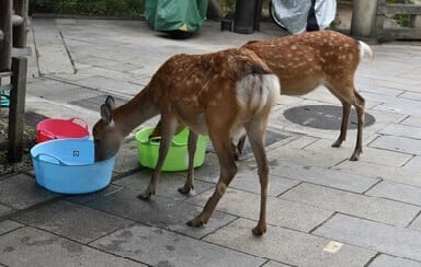 Will Deer Drink Water Out of a Bucket?