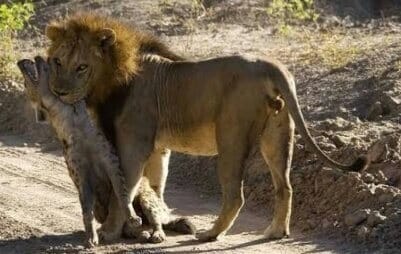Will Lions Eat Other Lions?