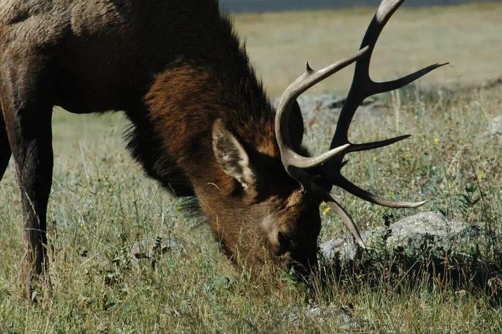 What is Brow Tined Bull Elk