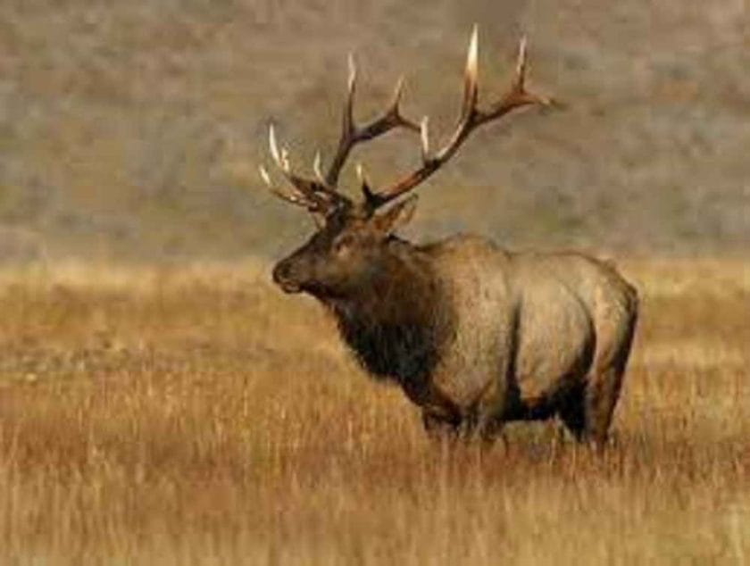 how healthy is elk meat?