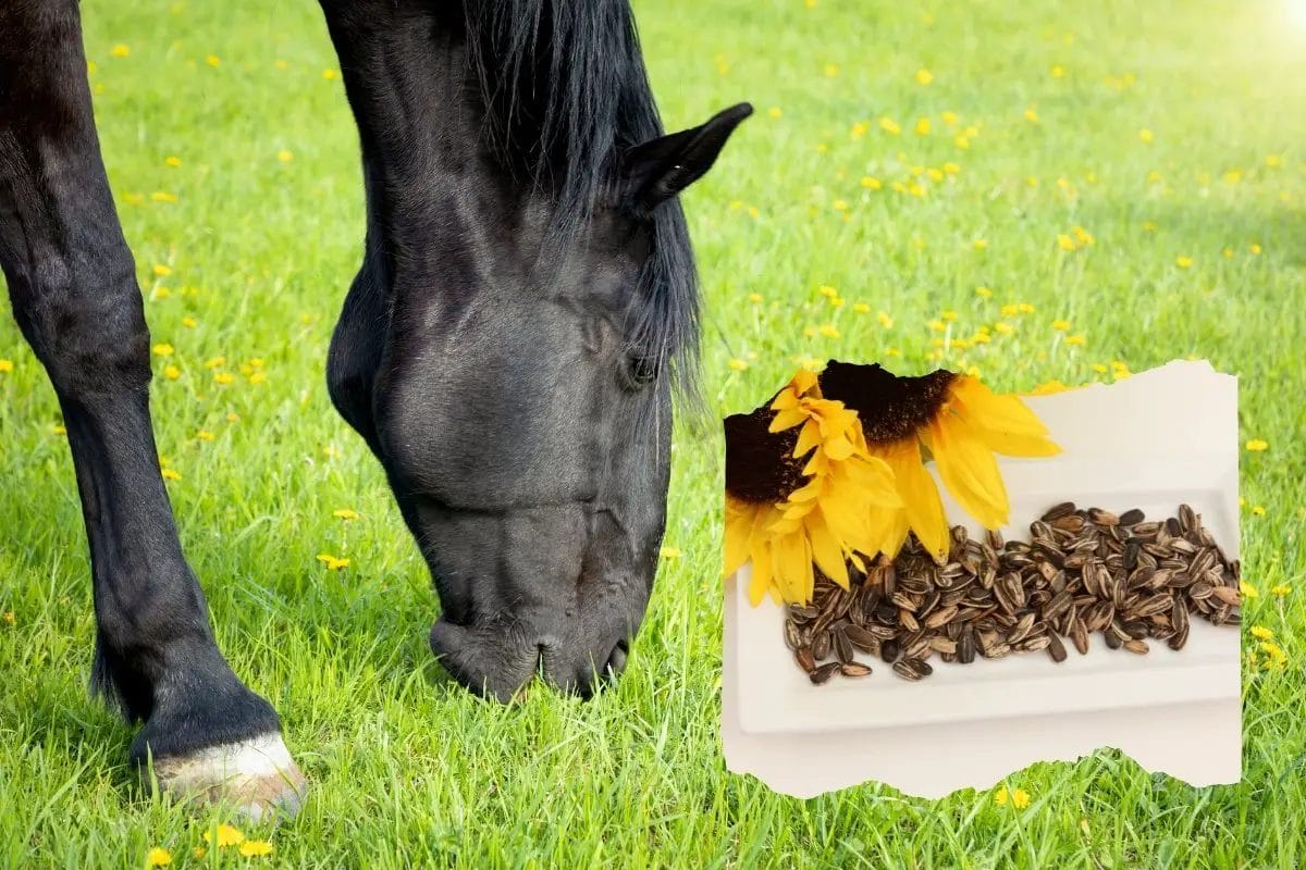 Can Horses Eat Cattle Cubes? • Support Wild