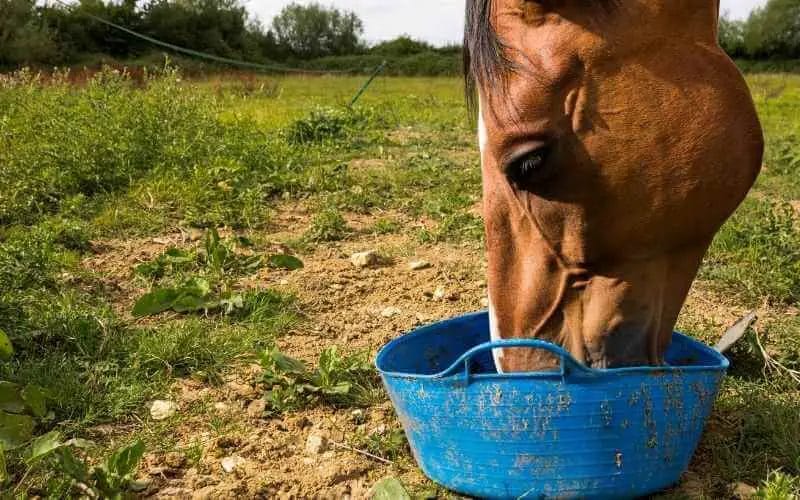 Can Horses Eat Nuts? • Support Wild