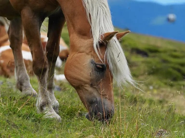 Can Horses Eat Popcorn? • Support Wild