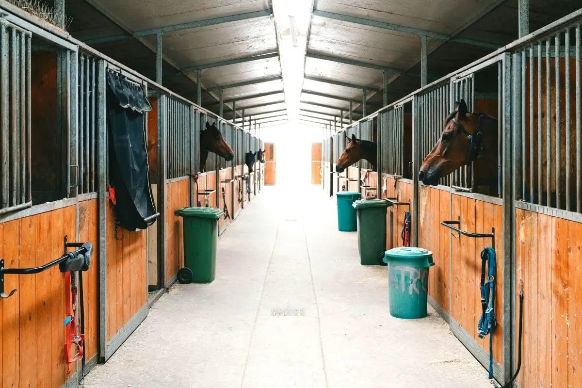 How Long Can A Horse Stay In A Stall? • Support Wild