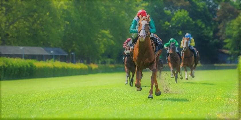 What Does Scratch Mean In Horse Racing Support Wild What Does Scratch Mean In Horse Racing Support Wild