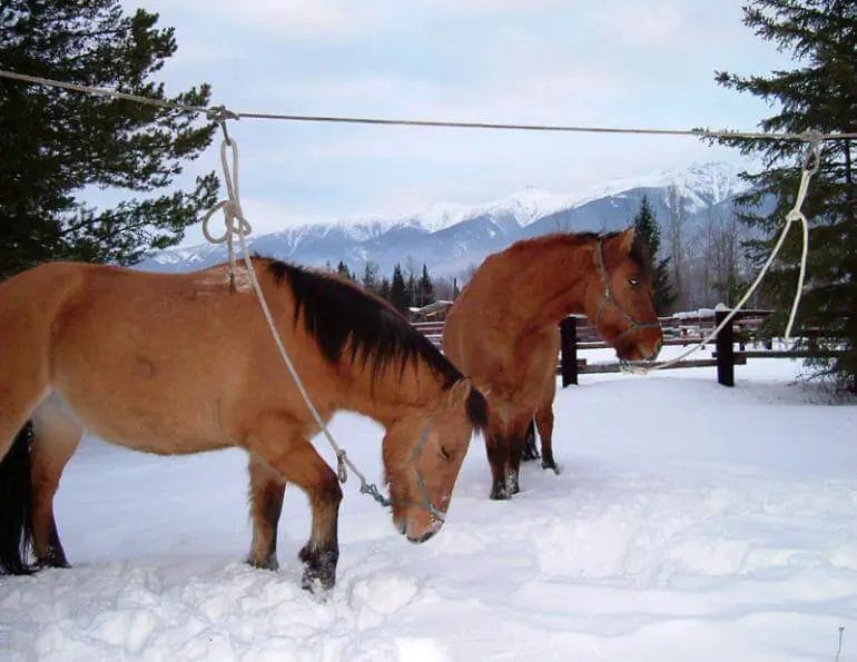 What Is A Picket Line For Horses Support Wild   1 What Is A Picket Line For Horses 