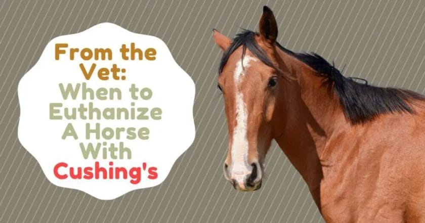 when to euthanize a horse with cushings
