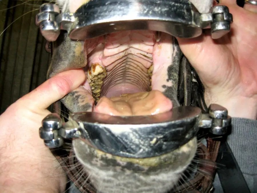 How Much Does It Cost To Float A Horses Teeth? • Support Wild