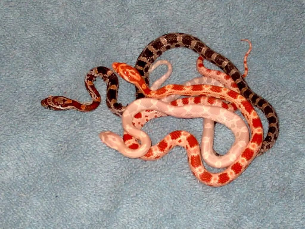 How Much Is A Corn Snake At Petco? • Support Wild