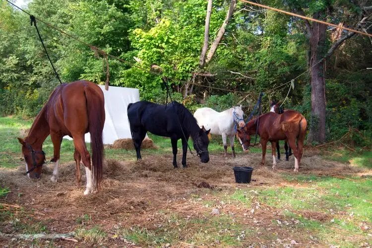 What Is A Picket Line For Horses Support Wild   2 What Is A Picket Line For Horses 