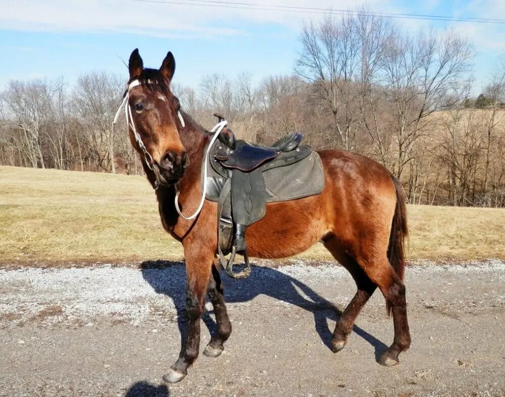 What Is A Racking Horse? • Support Wild