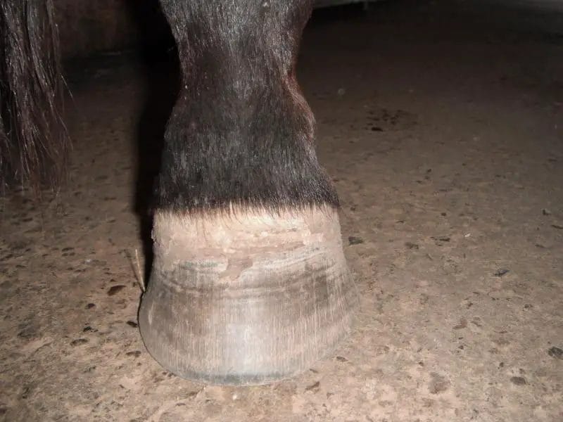 Would You Buy A Horse With Sidebone? • Support Wild