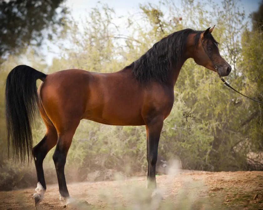 are arabian horses good for beginners
