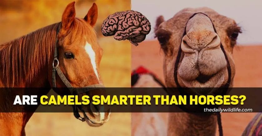 are camels smarter than horses

