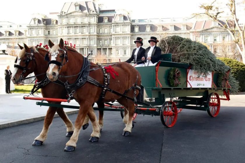 are carriage rides bad for horses
