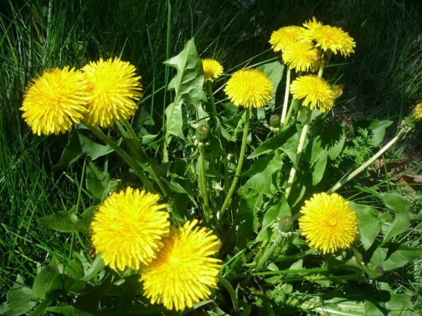 are dandelions good for horses
