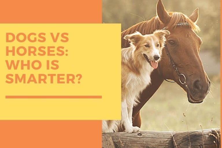 are dogs smarter than horses
